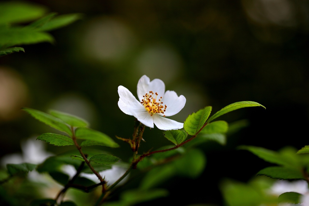 属鼠人养花指南，精选旺运花草，打造吉祥家居